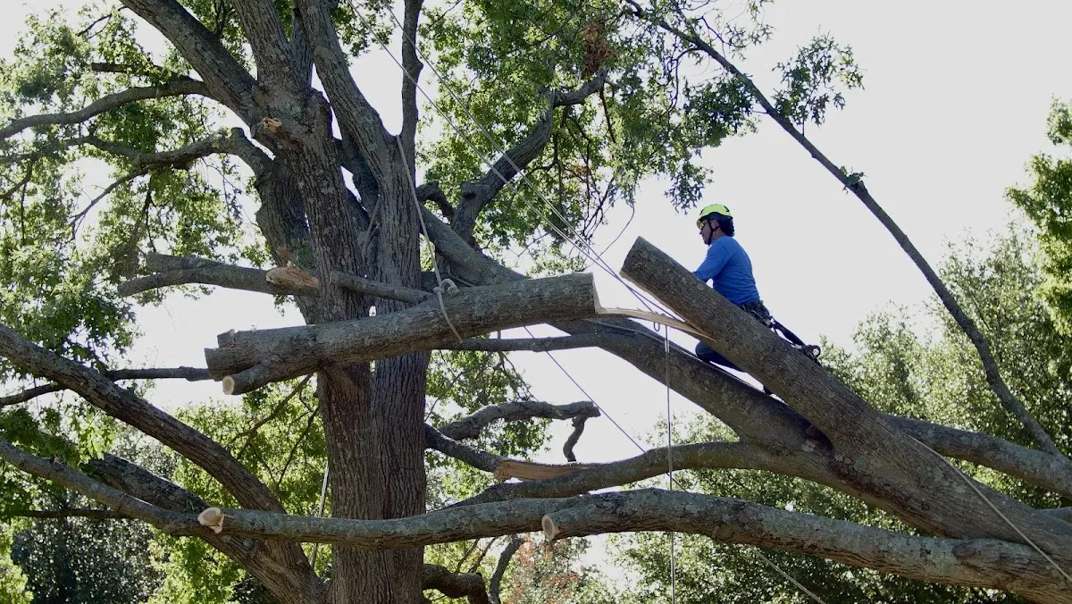 Professional Hazardous Tree Removal performed by certified arborists in Le Roy